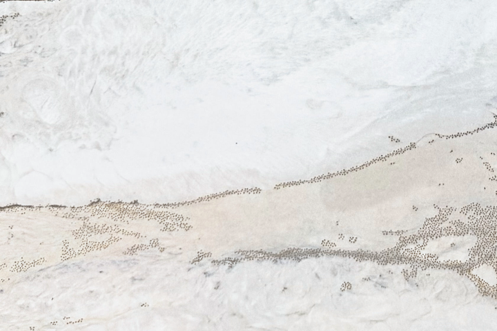 White Polished Tile 24×48 — AWT-04, full view